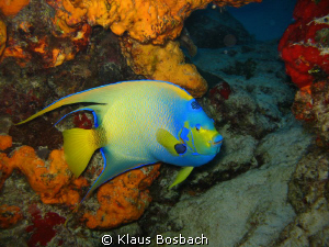 Angel fish in Cozumel by Klaus Bosbach 